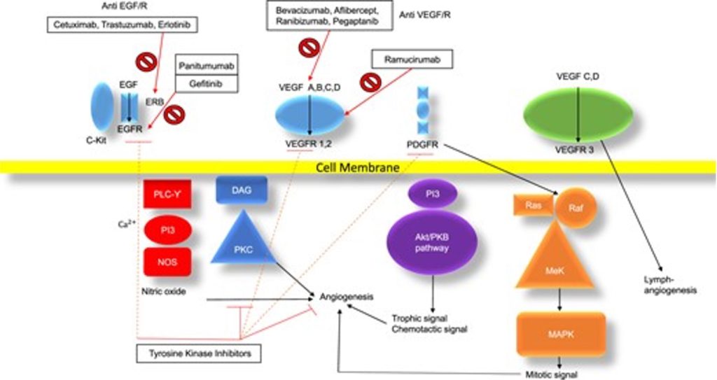 Figure: VEGF signaling and pharmacology, Shye et.al.
CKJ 2020, open access [14].